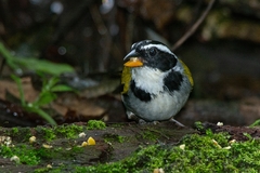 Arremon semitorquatus
