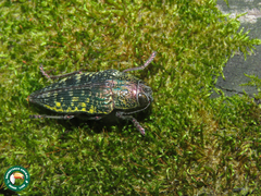 Psiloptera hoffmanni