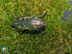 Psiloptera hoffmanni