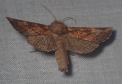 Papaipema impecuniosa