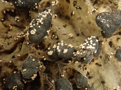 Lasionectria lecanodes