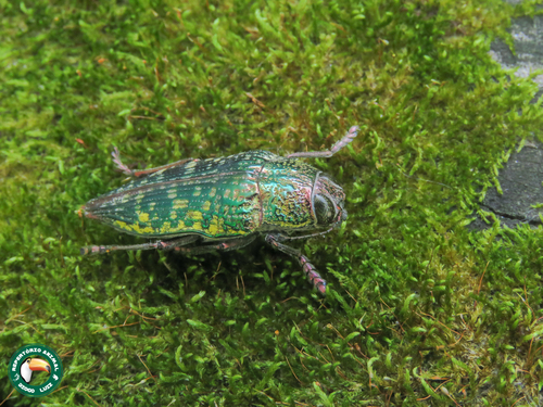 Psiloptera hoffmanni