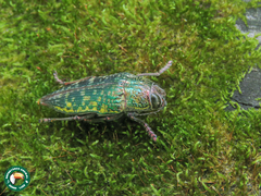 Psiloptera hoffmanni
