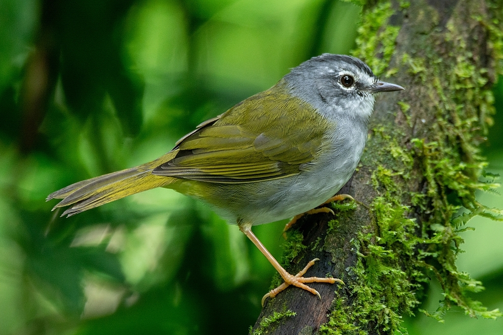 White-browed Warbler (Myiothlypis leucoblephara) photo