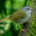 White-browed Warbler - Photo (c) Luciano Bernardes, some rights reserved (CC BY-NC), uploaded by Luciano Bernardes