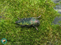 Psiloptera hoffmanni