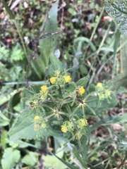 Sigesbeckia orientalis