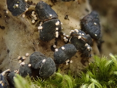 Lasionectria lecanodes