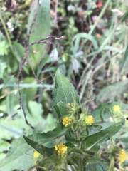 Sigesbeckia orientalis