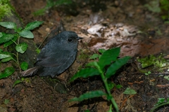 Scytalopus speluncae