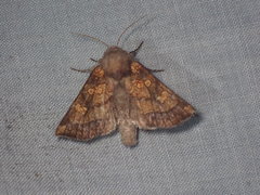 Papaipema impecuniosa