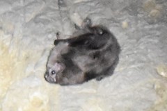 Desmodontinae