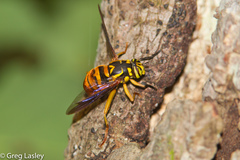Spilomyia texana