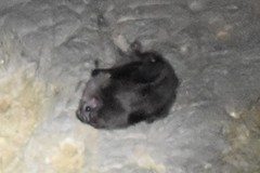 Desmodontinae