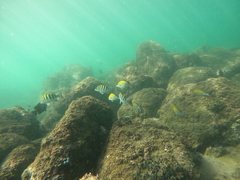 Haemulon scudderii