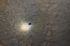 Desmodontinae