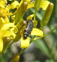 Acmaeodera idahoensis