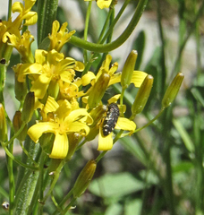 Acmaeodera idahoensis