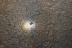 Desmodontinae