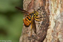 Spilomyia texana