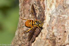 Spilomyia texana