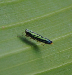 Poecilocarda cosmopolita