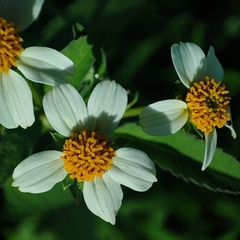 Bidens pilosa image