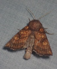 Papaipema impecuniosa