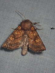 Papaipema impecuniosa