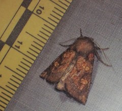 Papaipema impecuniosa