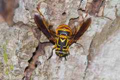 Spilomyia texana