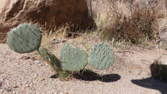 Opuntia chlorotica