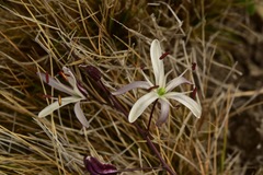 Chlorogalum pomeridianum divaricatum