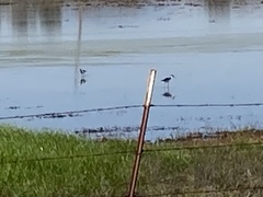 Himantopus mexicanus