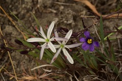Chlorogalum pomeridianum divaricatum
