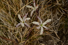 Chlorogalum pomeridianum divaricatum