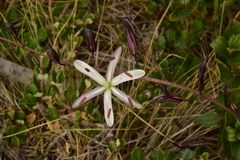Chlorogalum pomeridianum divaricatum