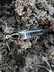 Philonthus sericinus