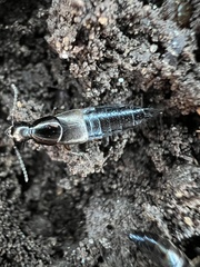 Philonthus sericinus