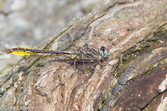 Phanogomphus cavillaris