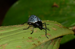 Cypherotylus impressopunctatus
