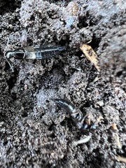 Philonthus sericinus