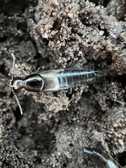 Philonthus sericinus