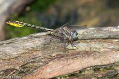 Phanogomphus cavillaris