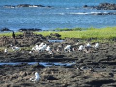 Haematopus palliatus
