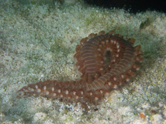 Hermodice carunculata