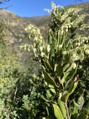 Comarostaphylis diversifolia