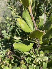 Comarostaphylis diversifolia