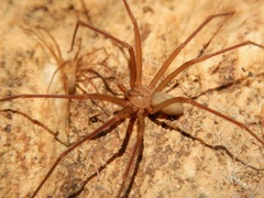 Loxosceles deserta
