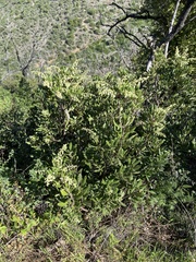 Comarostaphylis diversifolia